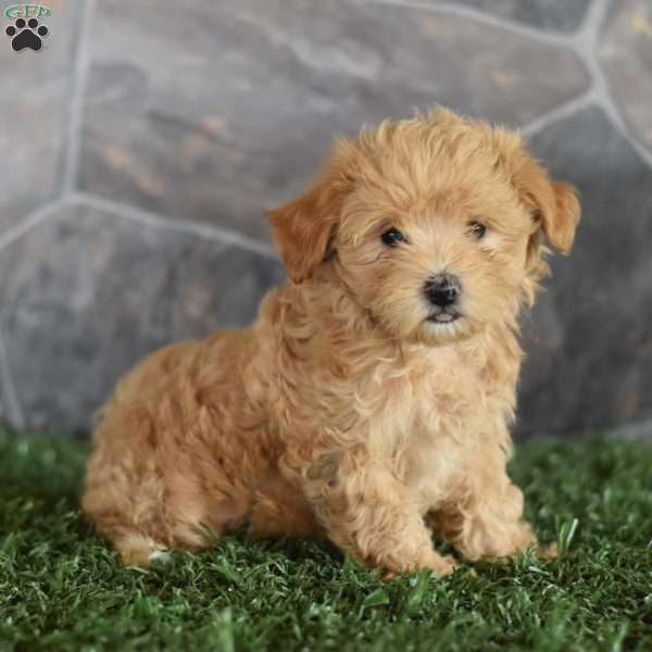 Glenda, Maltipoo Puppy